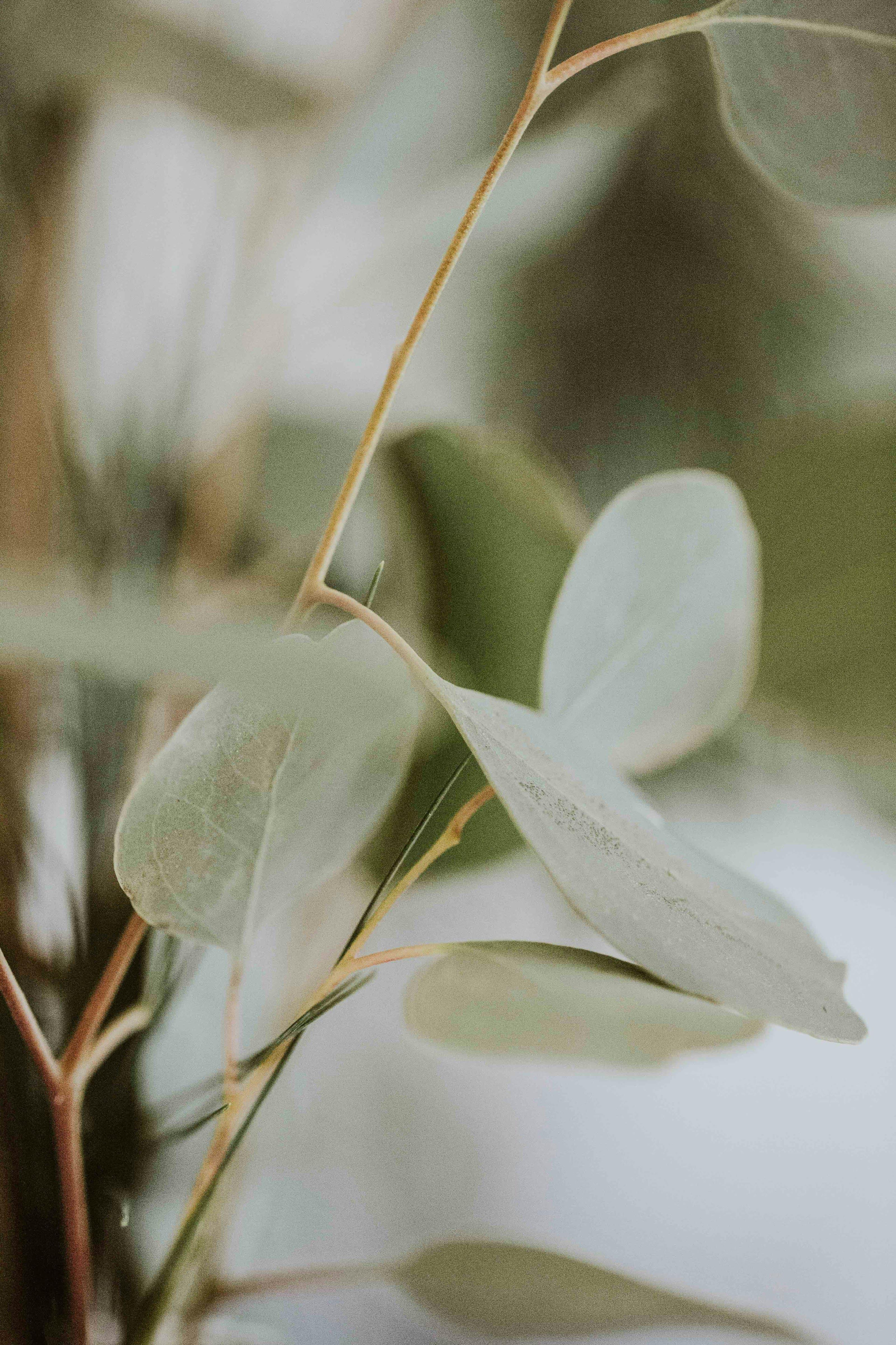 A close-up of eucalyptus leaves in soft light — botanicals are where many of our ingredients start