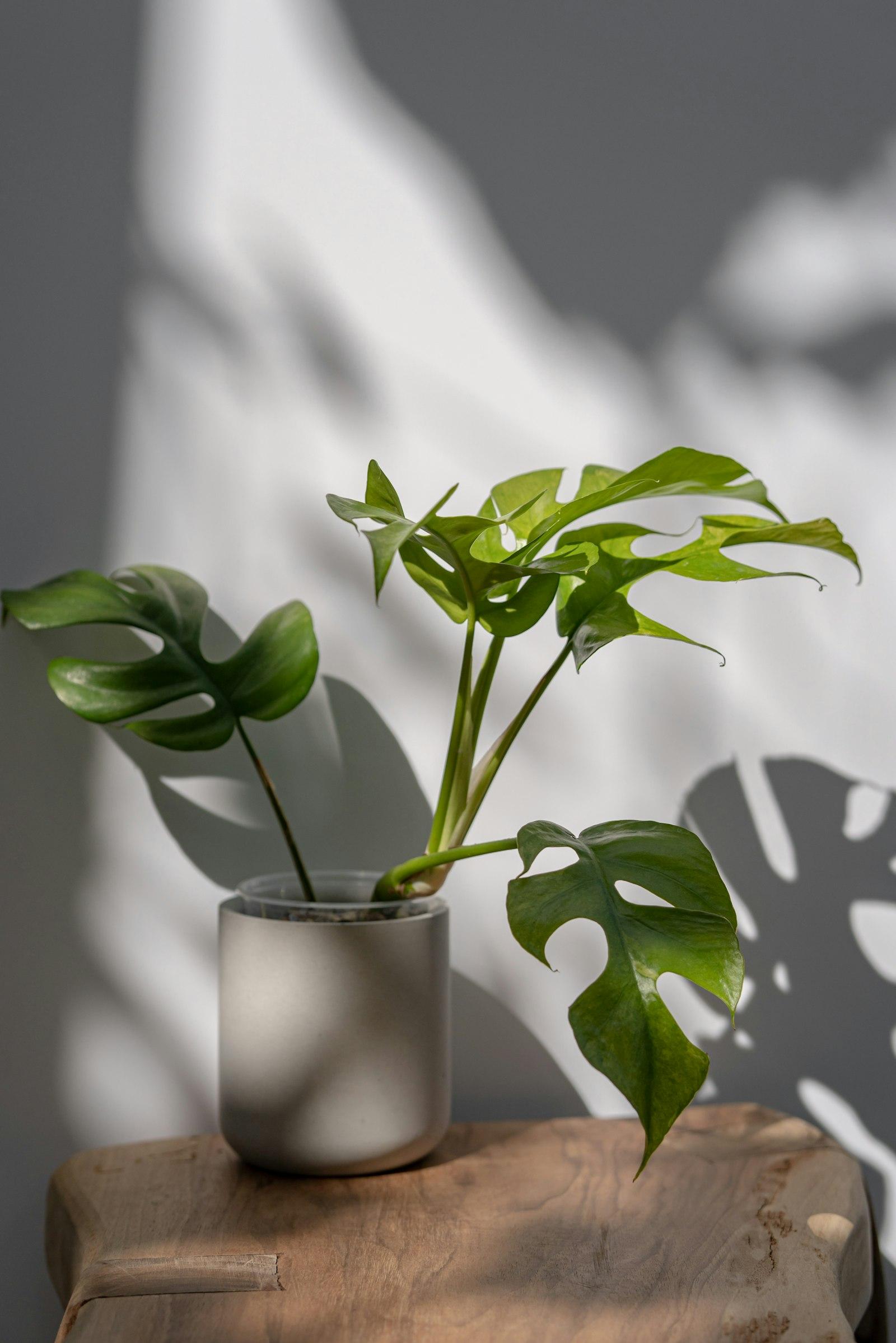 A monstera plant in sunlight — botanicals are where many of our ingredients start
